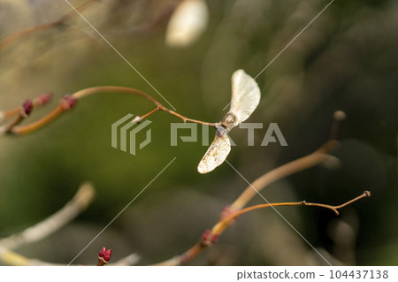 Acer palmatum seeds left unflyed Acer palmatum seeds left unflyed 104437138