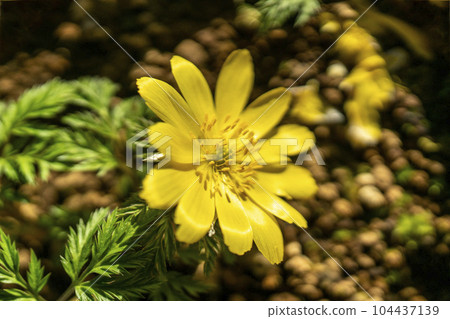 Yellow flower of Michinoku Fukujusou with short petals and oval shape Yellow flower of Michinoku Fukujusou with short petals and oval shape 104437139