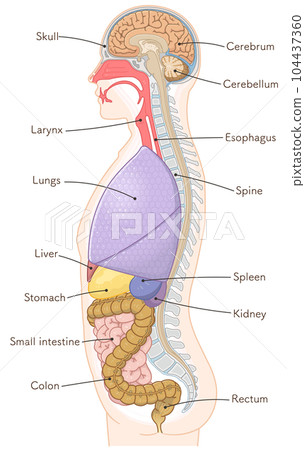 organ, entrail, internal organ 104437360