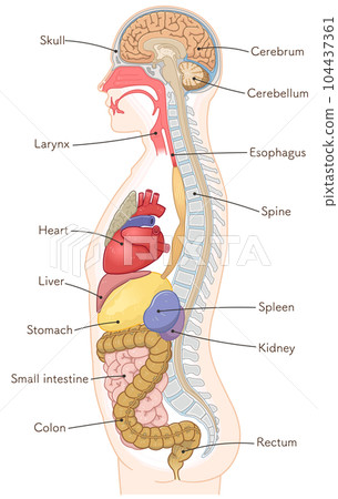 entrail, internal organ, brain 104437361