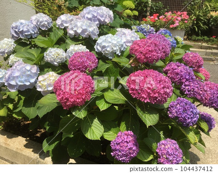 晚春的東京池上,住宅區的人行道上綻放著色彩繽紛的繡球花 晚春的東京池上,住宅區的人行道上綻放著色彩繽紛的繡球花 104437412