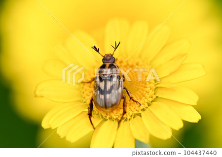 Semarathogene Semarathogene 104437440