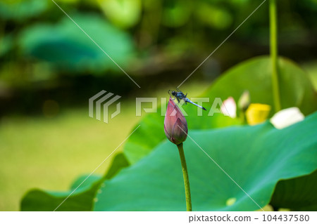 沼澤中的蜻蜓 104437580