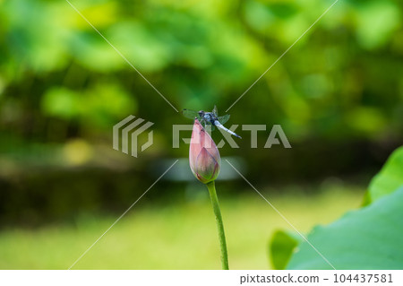 沼澤中的蜻蜓 104437581