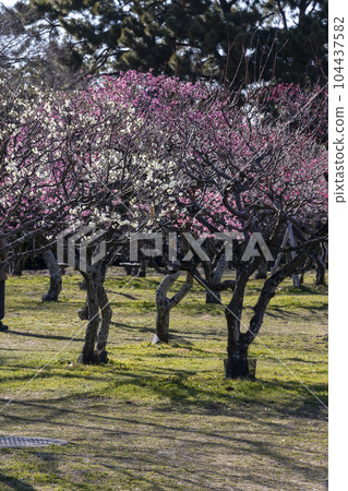 二月的梅園，紅梅花，白梅花，寧靜的午後 104437582