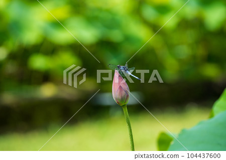 沼澤中的蜻蜓 104437600