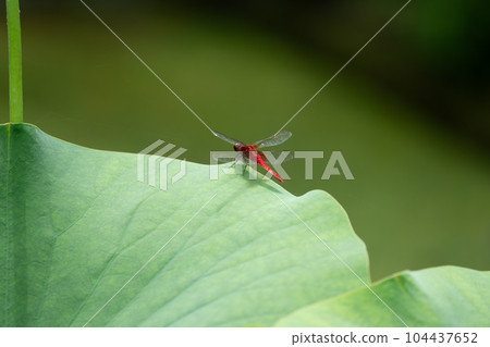 Dragonfly in the marsh 104437652