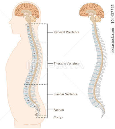 cerebral, schematic, vector 104437765