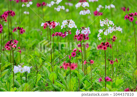 中禪寺湖千手濱報春花(栃木縣日光市) 中禪寺湖千手濱報春花(栃木縣日光市) 104437810
