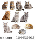 Cat set 104438408