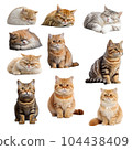 Cat set 104438409