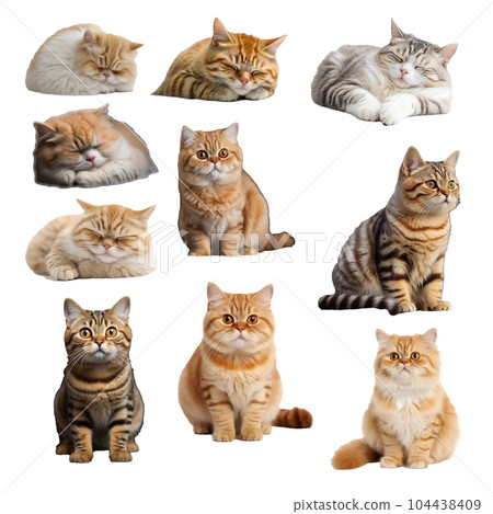 貓套裝 貓套裝 104438409