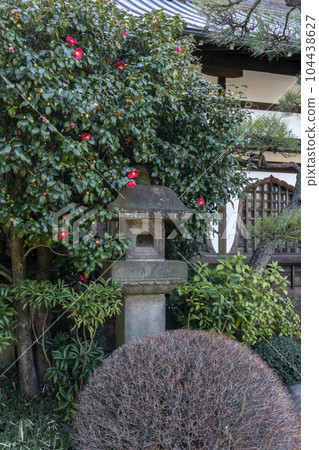Old stone lantern buried in blooming red camellias, Bunkyo Ward, Gokokuji Temple Old stone lantern buried in blooming red camellias, Bunkyo Ward, Gokokuji Temple 104438627