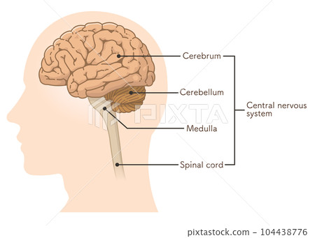 central nervous system, brain, cerebrum, cerebellum, i central nervous system, brain, cerebrum, cerebellum, i 104438776