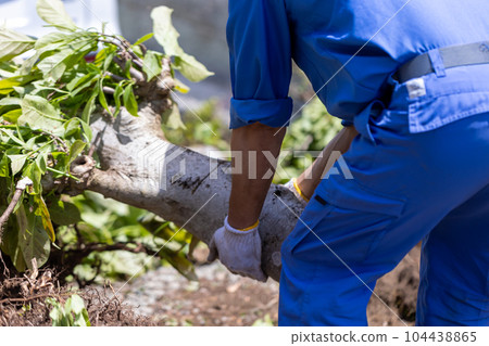 felling garden trees felling garden trees 104438865