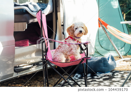 Cute cockapoo puppy pet sitting on travel chair near camper van in forest camp during road trip. Best friend. free lifestyle, vacation. Travel with pet. Selective focus. Cute cockapoo puppy pet sitting on travel chair near camper van in forest camp during road trip. Best friend. free lifestyle, vacation. Travel with pet. Selective focus. 104439170