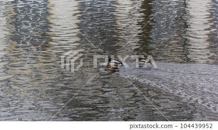 three ducks swim on the lake on a winter day 104439952