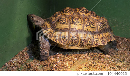 One big turtle on the green grass in the zoo One big turtle on the green grass in the zoo 104440013
