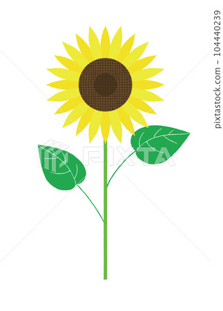 Sunflower 1 Sunflower 1 104440239