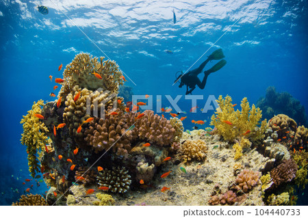 Silhouette of scuba diver exploring coral reef. Silhouette of scuba diver exploring coral reef. 104440733