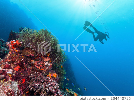 Silhouette of scuba diver exploring coral reef. 104440735