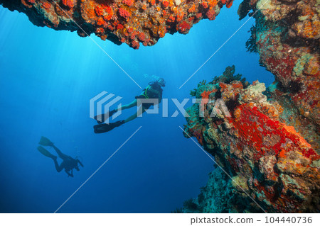 Couple of scuba divers exploring coral reef. 104440736