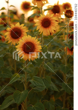 Sunflowers are Growing on the Big field. Sunflowers are Growing on the Big field. 104440782