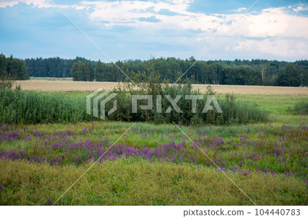 A view of meadows with blooming yarrow flowers and a field with ripe grain. 104440783