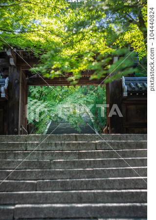 初夏的國藏法輪寺，山門外綿延的石階和青楓 104440824