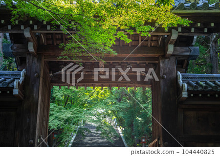 In the early summer of Kokuzo Horinji Temple, the stone steps and blue maple that continue beyond the mountain gate In the early summer of Kokuzo Horinji Temple, the stone steps and blue maple that continue beyond the mountain gate 104440825