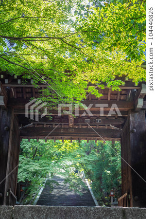 初夏的國藏法輪寺，山門外綿延的石階和青楓 104440826