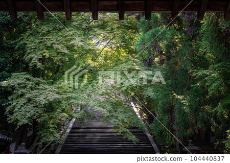 Early summer at Kokuzo Horinji Temple, the stone steps and green maple trees illuminated by the rainy season Early summer at Kokuzo Horinji Temple, the stone steps and green maple trees illuminated by the rainy season 104440837
