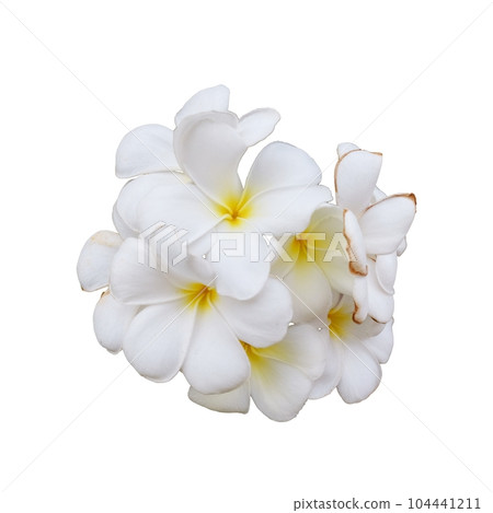 An inflorescence of beautiful white flowers. Plumeria, also known as frangipani, isolated. 104441211