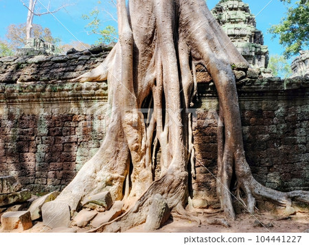 A detailed view of large tropical tree roots encasing ancient stone structures at Ta Prohm, Cambodia. A detailed view of large tropical tree roots encasing ancient stone structures at Ta Prohm, Cambodia. 104441227