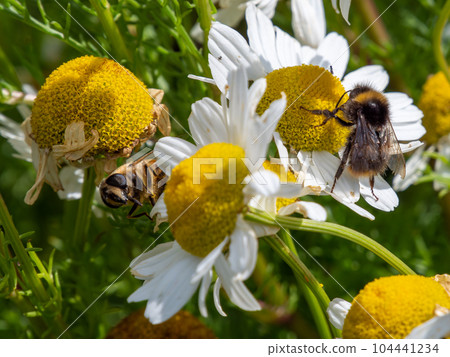 A fluffy bumblebee collects honey from a white chamomile flower in summer. Insect, bumblebee on white daisy flower. Hover flies, also called flower flies or syrphid flies A fluffy bumblebee collects honey from a white chamomile flower in summer. Insect, bumblebee on white daisy flower. Hover flies, also called flower flies or syrphid flies 104441234