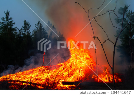 Forest fire. Forest fire in progress. Wildfire. Large flames of forest fire. Forest fire in the afternoon. Grass and trees are burning. Fire and smoke. Forest fire. Forest fire in progress. Wildfire. Large flames of forest fire. Forest fire in the afternoon. Grass and trees are burning. Fire and smoke. 104441647