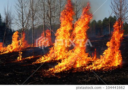 Forest fire. Forest fire in progress. Wildfire. Large flames of forest fire. Forest fire in the afternoon. Grass and trees are burning. Fire and smoke. 104441662