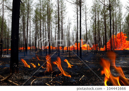 Forest fire. Forest fire in progress. Wildfire. Large flames of forest fire. Forest fire in the afternoon. Grass and trees are burning. Fire and smoke. 104441666