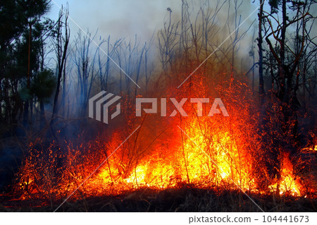 Forest fire. Forest fire in progress. Wildfire. Large flames of forest fire. Forest fire in the afternoon. Grass and trees are burning. Fire and smoke. Forest fire. Forest fire in progress. Wildfire. Large flames of forest fire. Forest fire in the afternoon. Grass and trees are burning. Fire and smoke. 104441673