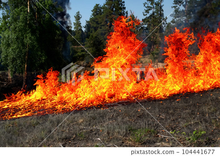 Forest fire. Forest fire in progress. Wildfire. Large flames of forest fire. Forest fire in the afternoon. Grass and trees are burning. Fire and smoke. Forest fire. Forest fire in progress. Wildfire. Large flames of forest fire. Forest fire in the afternoon. Grass and trees are burning. Fire and smoke. 104441677