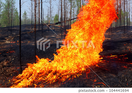 Forest fire. Forest fire in progress. Wildfire. Large flames of forest fire. Forest fire in the afternoon. Grass and trees are burning. Fire and smoke. 104441694