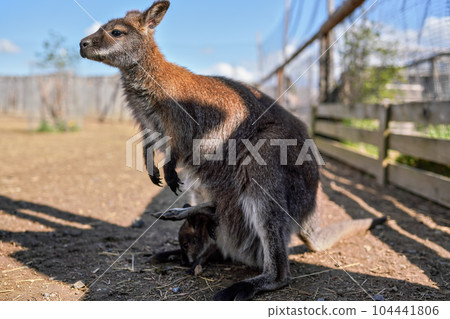 Small brown kangaroo in zoo, baby animal in her bag, closeup detail on sunny day 104441806