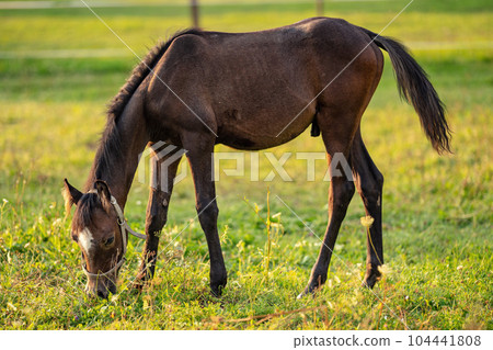 Dark brown Arabian horse foal grazing over green grass field, afternoon sun shines over Dark brown Arabian horse foal grazing over green grass field, afternoon sun shines over 104441808