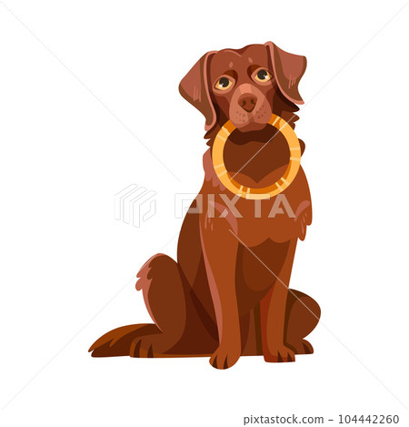 Labrador Retriever Dog Breed with Brown Coat Sitting with Ring Vector Illustration 104442260