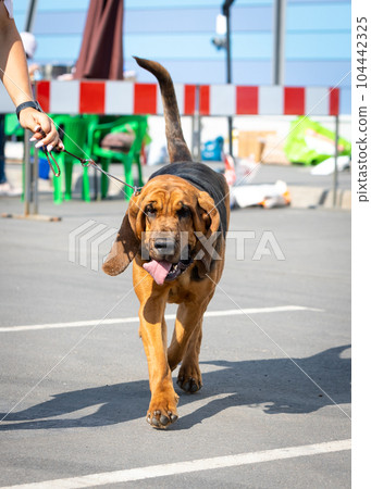 Red bloodhound running at outdoor dog show Red bloodhound running at outdoor dog show 104442325