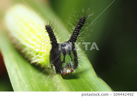 Crocodon蝴蝶幼蟲 104442492