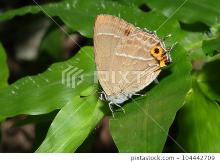Midorishigimi Midorishigimi 104442709