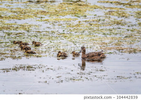 A family of ducks, a duck and its little ducklings are swimming in the water. The duck takes care of its newborn ducklings. Mallard, lat. Anas platyrhynchos 104442839
