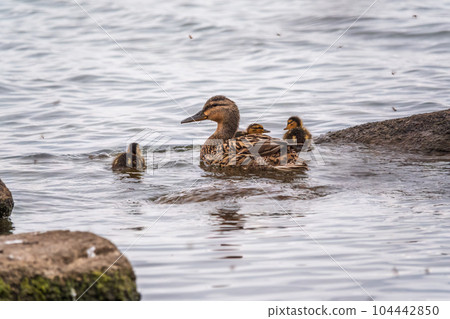 A family of ducks, a duck and its little ducklings are swimming in the water. The duck takes care of its newborn ducklings. Mallard, lat. Anas platyrhynchos 104442850