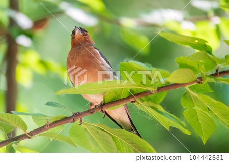Common chaffinch, Fringilla coelebs, sits on a branch in spring on green background. Common chaffinch in wildlife. Common chaffinch, Fringilla coelebs, sits on a branch in spring on green background. Common chaffinch in wildlife. 104442881